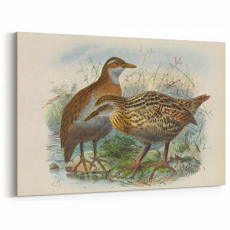 Vintage Animal Art: Bird Illustration Art Print