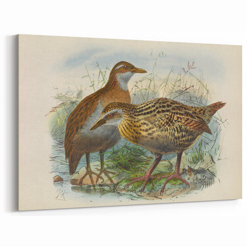 Vintage Animal Art: Bird Illustration Art Print