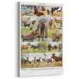 Vintage Animal Art - Majestic Black Horse Antique Wildlife Print