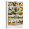 Vintage Animal Art - Majestic Black Horse Antique Wildlife Print