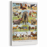 Vintage Animal Art - Majestic Black Horse Antique Wildlife Print