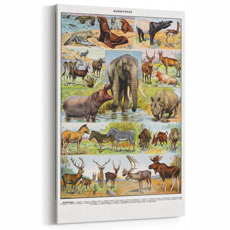 Vintage Animal Art - Majestic Black Horse Antique Wildlife Print