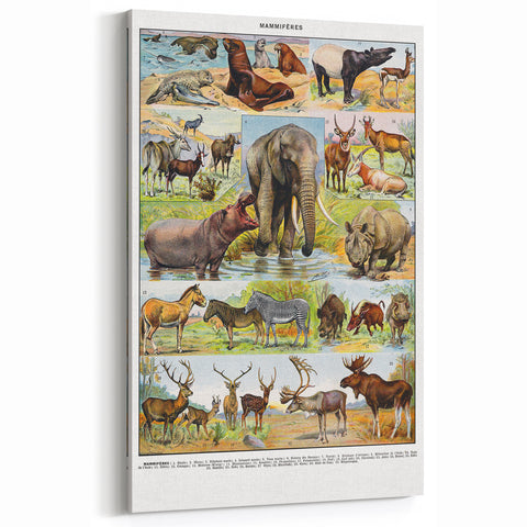 Vintage Animal Art - Majestic Black Horse Antique Wildlife Print