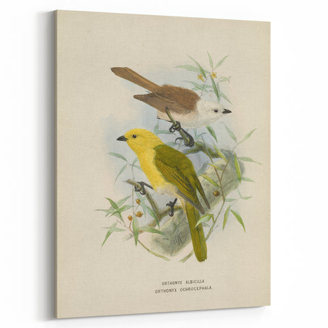 Vintage Animal Art: Bird Illustration Art Print