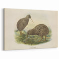 Vintage Animal Art: Kiwi Bird Illustration Art Print