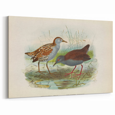 Vintage Animal Art: Bird Illustration Art Print