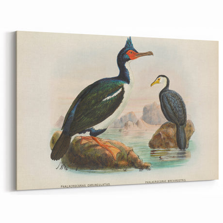 Vintage Animal Art: Cormorant Illustration Art Print