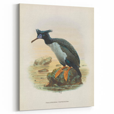 Vintage Animal Art: Cormorant Illustration Art Print