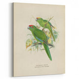 Vintage Animal Art: Parrot Illustration Art Print