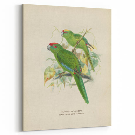 Vintage Animal Art: Parrot Illustration Art Print
