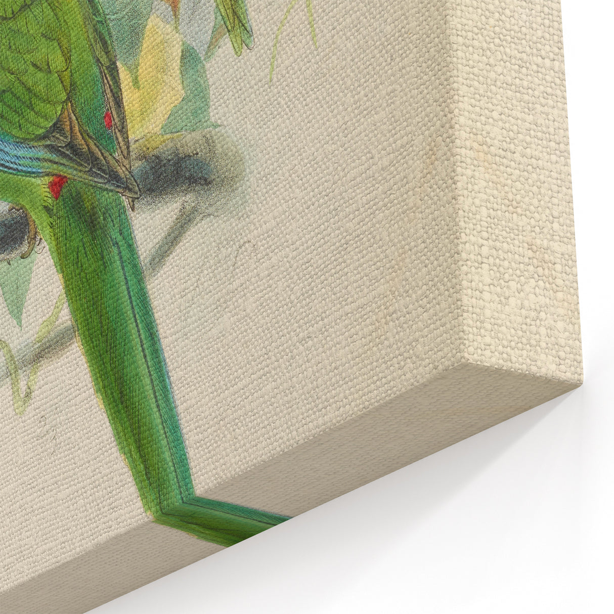 Vintage Animal Art: Parrot Illustration Art Print