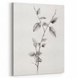 Vintage Botanical Art Print: Elegant Leaf Stem in Black & White