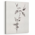 Vintage Botanical Art Print: Elegant Leaf Stem in Black & White