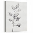 Vintage Botanical Art Print: Fiddle Leaf Plant in Black & White