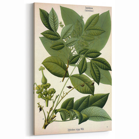 Vintage Botanical Art Print: Antique Floral Illustration with Peonies
