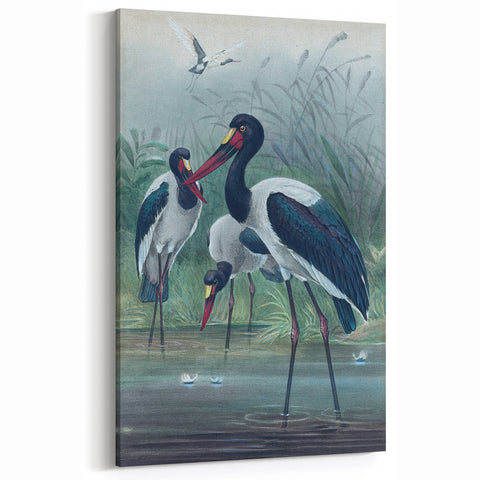 Vintage Animal Art - Storks in Nature - Retro Animal Prints