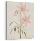 Vintage Botanical Art Print: Delicate Lily Floral Illustration
