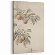 Vintage Botanical Art Print: Peach Branch Illustration in Soft Tones