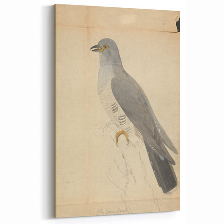 Vintage Animal Art - Hawk in Detail - Retro Animal Prints