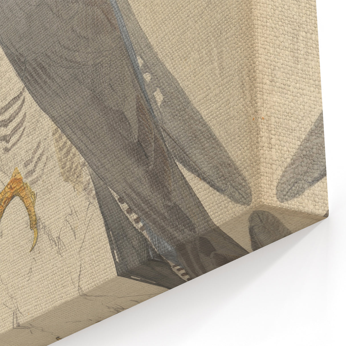 Vintage Animal Art - Hawk in Detail - Retro Animal Prints