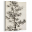 Vintage Botanical Art Prints – Antique Pine Tree Illustration