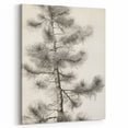 Vintage Botanical Art Prints – Antique Pine Tree Illustration