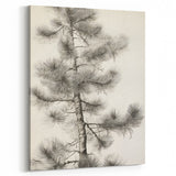 Vintage Botanical Art Prints – Antique Pine Tree Illustration