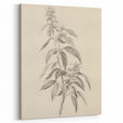 Vintage Botanical Art Prints – Antique Flowering Plant Illustration