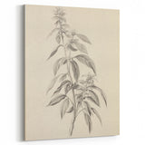 Vintage Botanical Art Prints – Antique Flowering Plant Illustration