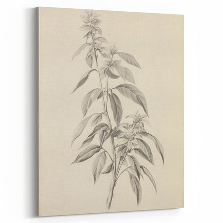 Vintage Botanical Art Prints – Antique Flowering Plant Illustration
