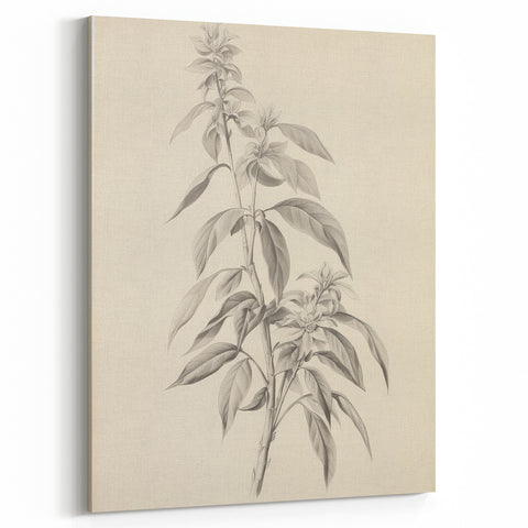 Vintage Botanical Art Prints – Antique Flowering Plant Illustration