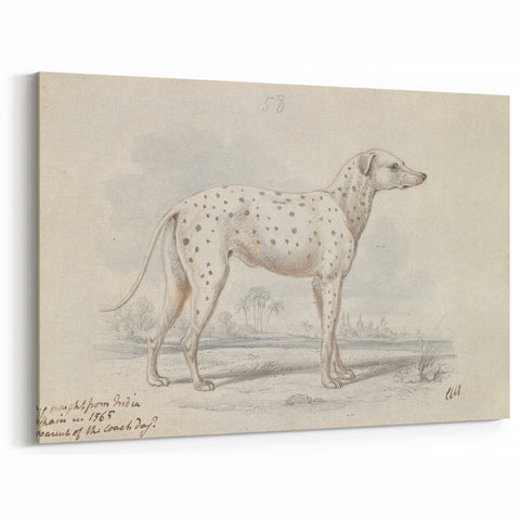 Vintage Animal Art – Handcrafted Dalmatian Dog Illustration