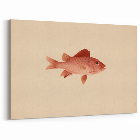 Vintage Animal Art – Handcrafted Fish Illustration Wall Decor