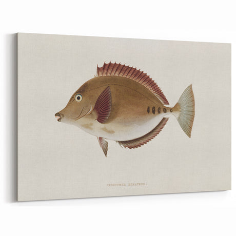Vintage Animal Art – Featuring a Handcrafted Fish Illustration Wall Decor