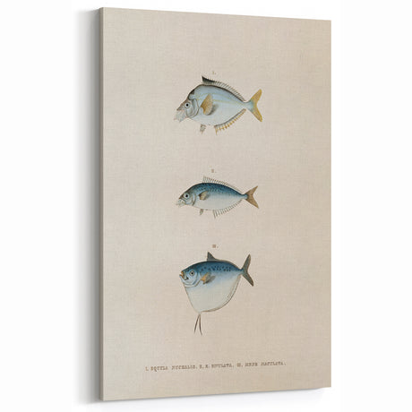 Vintage Fish Illustration - Retro Animal Wall Decor Art Print