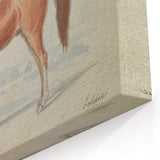 Vintage Horse Illustration - Elegant Animal Wall Art Print