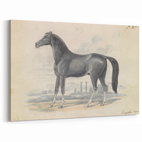 Vintage Black Horse Illustration - Elegant Animal Wall Art Print