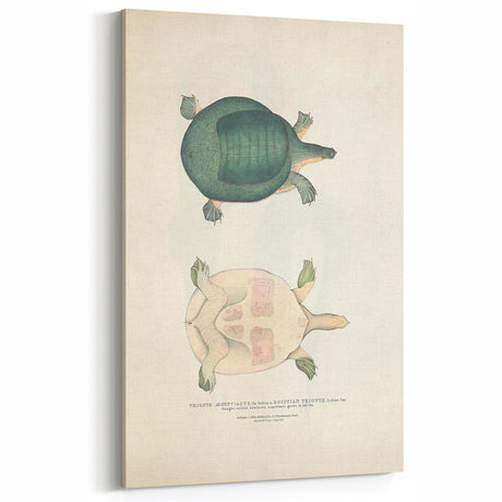 Vintage Animal Art - Retro Turtle Illustration Print - Animal Wall Decor