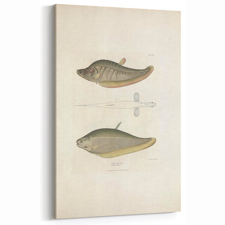 Vintage Animal Art - Retro Fish Animal Illustration Print - Vintage Animal Wall Decor