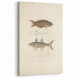 Vintage Animal Art Fish Illustration - Retro Animal Prints for Home