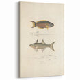 Vintage Animal Art Fish Illustration - Retro Animal Prints for Home
