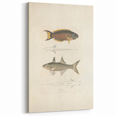 Vintage Animal Art Fish Illustration - Retro Animal Prints for Home