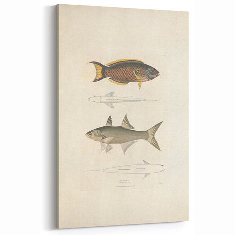 Vintage Animal Art Fish Illustration - Retro Animal Prints for Home