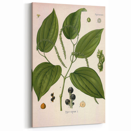 Historical Botanical Art | Vintage Botanical Art Prints Wall Decor