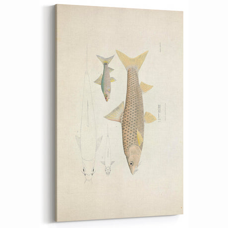 Vintage Animal Art - Fish Illustration Art Print - Animal Wall Decor