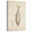 Vintage Animal Art: Allied Herring Illustration Art Prints