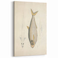 Vintage Animal Art: Allied Herring Illustration Art Prints