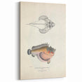 Vintage Animal Art: Deformed Hogfish Illustration Art Prints