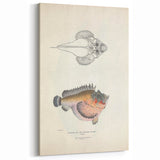 Vintage Animal Art: Deformed Hogfish Illustration Art Prints