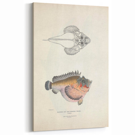 Vintage Animal Art: Deformed Hogfish Illustration Art Prints